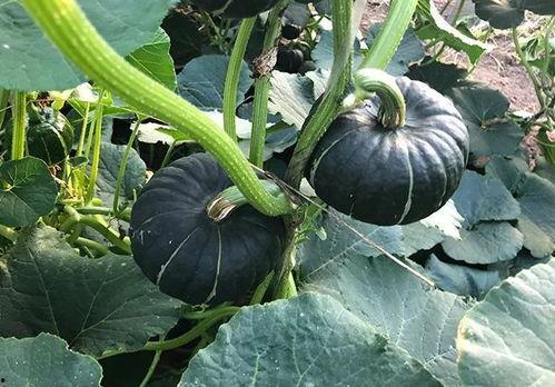 g718娱乐吃瓜,揭秘娱乐圈最新吃瓜事件